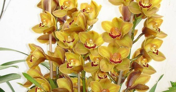 Mẹo trồng hoa địa lan đẹp mắt, độc đáo cho người mới bắt đầu