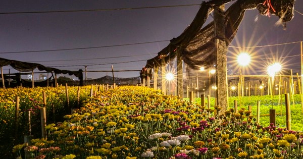 Thâm nhập thủ phủ trồng hoa Tết ở Hà Nội rực rỡ dưới ánh đèn