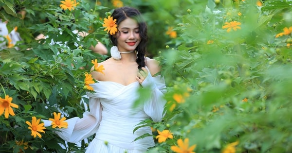 Giới trẻ ngỡ ngàng với vườn hoa dã quỳ đẹp mê lòng người xuất hiện ngay trong lòng Hà Nội