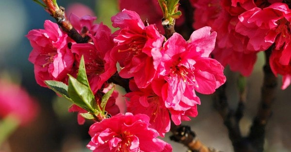 Bộ LĐ-TB&XH chính thức ban hành lịch nghỉ Tết Nguyên đán 2025