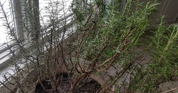 Đây mới là cách trồng cây hương thảo hết bị đen lá, xanh mướt, tươi tốt