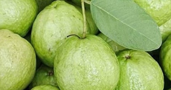 Mua ổi nên chọn quả sần sùi hay trơn nhẵn?