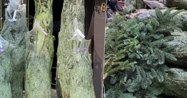 Thông tươi nhập khẩu ồ ạt tràn về Việt Nam, giá lên đến cả trăm triệu đồng