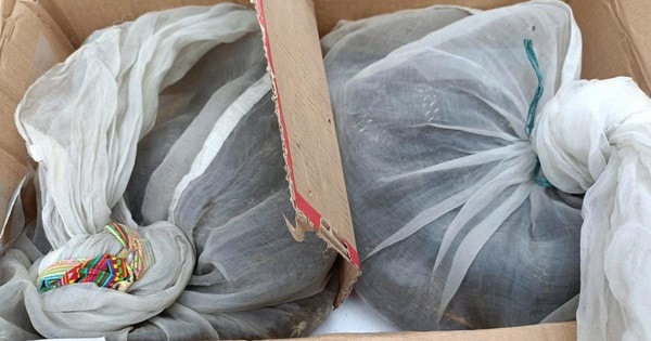 Tạm giữ nam thanh niên mang 2 cá thể nghi thuộc loài quý hiếm, nguy cấp đi tiêu thụ