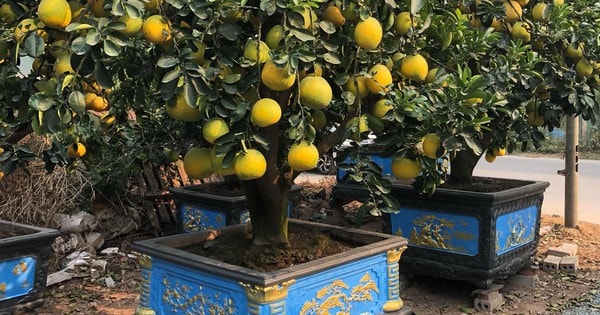 'Ôm' vườn bưởi Tết tiền tỷ, dân buôn vẫn lo nơm nớp