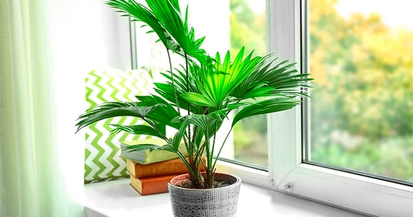 Loại cây cảnh vừa làm đẹp nhà vừa hạn chế các bệnh liên quan đến hệ hô hấp