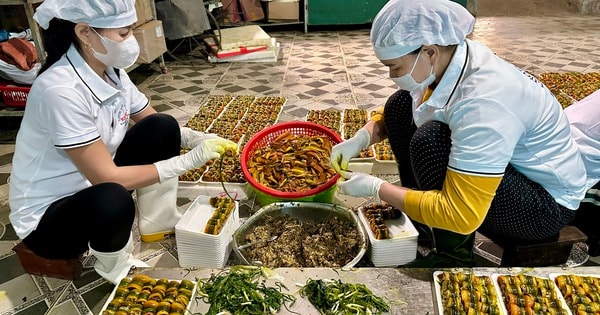 Làng chế biến lươn lớn nhất xứ Nghệ tất bật vào Tết