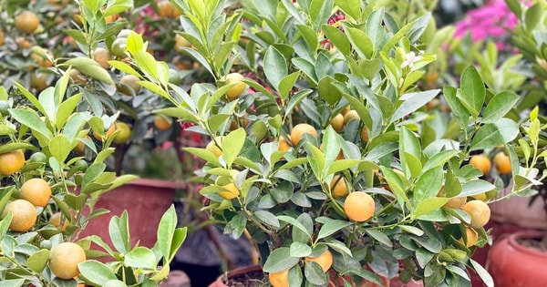 Quất mini giá phải chăng được ưa chuộng dịp Tết 2025