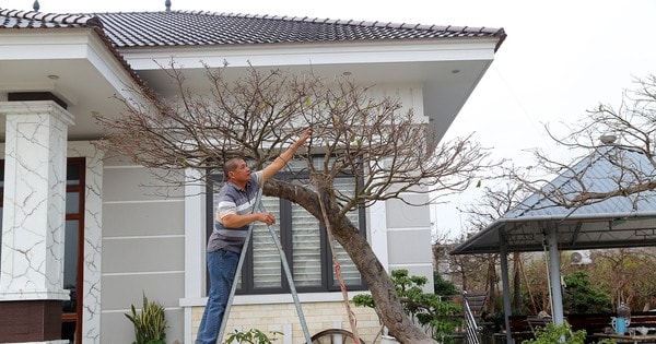 Bán 4 cây mai vàng, người nông dân ở Quảng Ninh đủ tiền xây nhà đẹp