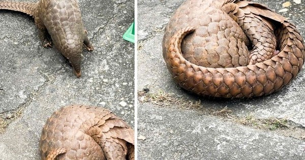 Bị khởi tố vì mua bán 2 con tê tê hoang dã quý hiếm