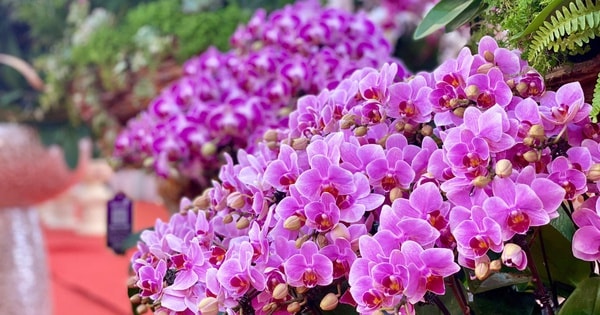 Chậu lan hồ điệp tiền tỷ lên kệ phục vụ ‘thượng đế’ chơi Tết 2025