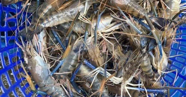 Giá tôm càng xanh thương phẩm tăng cao từ đầu tháng 1/2025