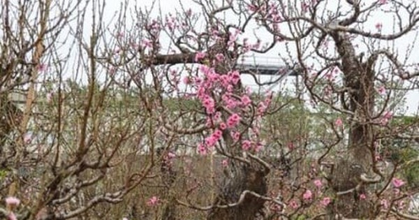 Đào rừng Sơn La cổ thụ đua nhau khoe dáng ở Hà Nội, giá trăm triệu đồng/cây