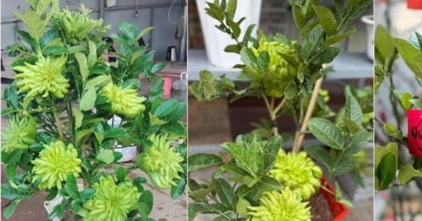 Chưa đến Tết, phật thủ bonsai độc lạ đã 'cháy' hàng