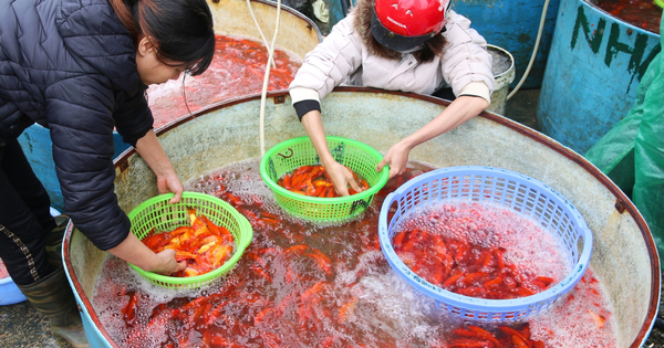 Thị trường hàng hóa phục vụ ngày Táo quân dồi dào, giá trái cây, hoa tươi tăng nhẹ