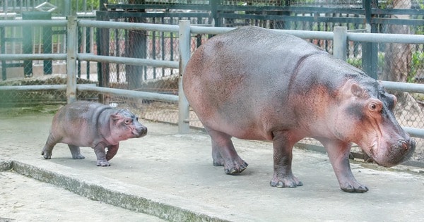 Hà mã con đầu tiên sinh ra tại vườn thú Hà Nội đã được đặt tên