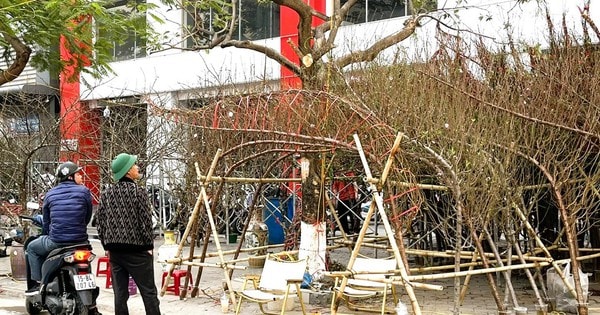 Thị trường hoa Tết ở Hải Phòng: Người dân thắt chặt chi tiêu, sức mua giảm