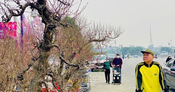 Chợ hoa Tết tấp nập hàng nhưng ‘kén’ người mua