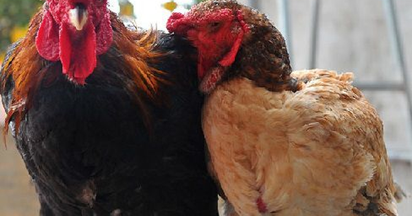 Gà đắt nhất Việt Nam 50 triệu đồng/con đại gia tranh mua, chế đủ món ngon siêu đắt vẫn không còn để bán