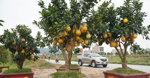 Đào cổ thụ, bưởi cảnh bỏ la liệt bên đường sau Tết, thương lái lỗ tiền tỷ
