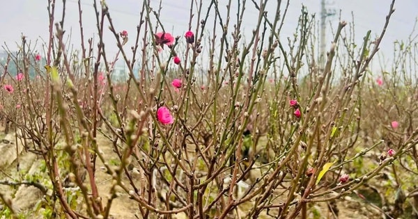 Hoa đào cuối vụ giá vài chục ngàn đồng một cành đắt khách chơi Rằm tháng Giêng