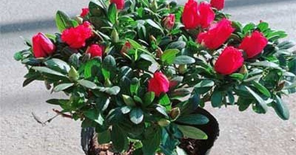 Đặt cây đỗ quyên đỏ ở các vị trí sau sẽ thuận lợi trong công việc và hạnh phúc