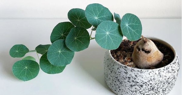 Vị trí đặt cây bình vôi trong nhà giúp kích vận may về tài chính và sự nghiệp