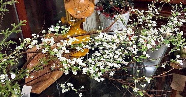 Hoa tuyết mai hợp mệnh gì? Đặt hoa tuyết mai ở đâu để hợp phong thủy?