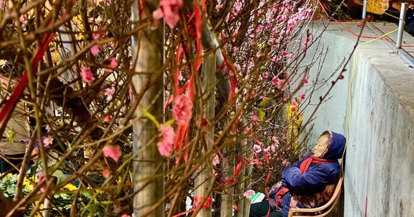 Những loại hoa giá rẻ được chị em săn đón chơi hết tháng Giêng