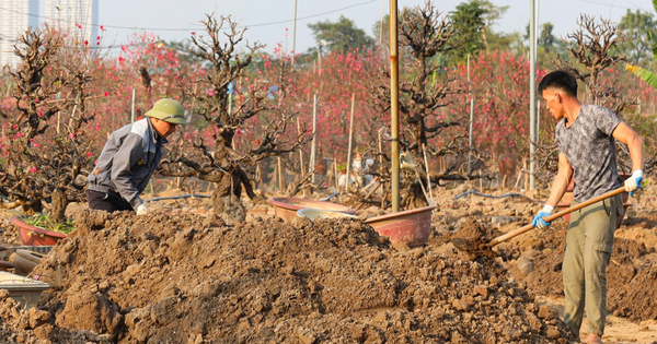 Sau Tết Nguyên đán, đào cổ có giá hàng chục triệu đồng được thu gom trở lại vườn, bắt đầu hành trình hồi sinh