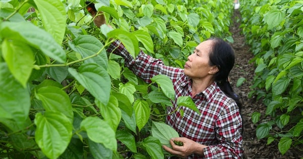 Về Nghệ An xem cây... ‘đếm lá, tính tiền’