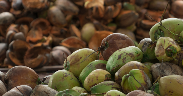 Sau sầu riêng, một báu vật trời ban của Việt Nam được cả thế giới ưa chuộng: xuất khẩu hơn 1 tỷ USD, Trung Quốc tích cực 'chốt đơn'