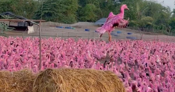 Thực hư câu chuyện về đàn vịt màu hồng 'đột biến'