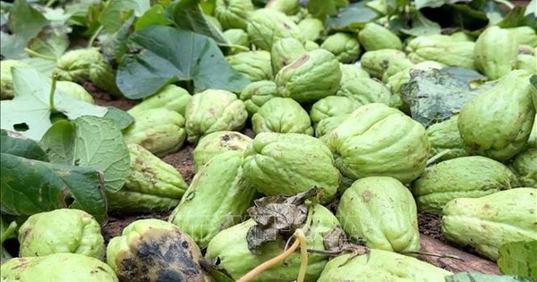 Nghệ An: Hàng trăm tấn su su, cà rốt không tiêu thụ được