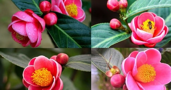 Một số lưu ý khi trồng và chăm sóc hoa hải đường mang lại năng lượng tích cực, giúp xua đuổi tà khí