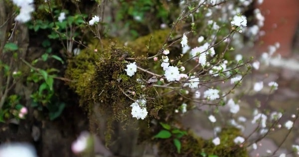 Sự hiện diện của nhất chi mai ở sảnh công ty, điểm nhấn phong thủy mang lại may mắn và thịnh vượng