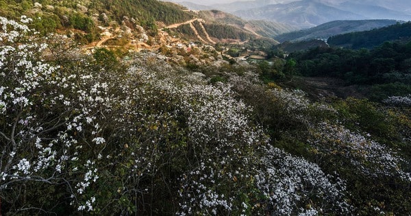 Đặc sắc Lễ hội hoa ban năm 2025: 'Chiêm ngưỡng biển trắng giữa núi rừng Tây Bắc'