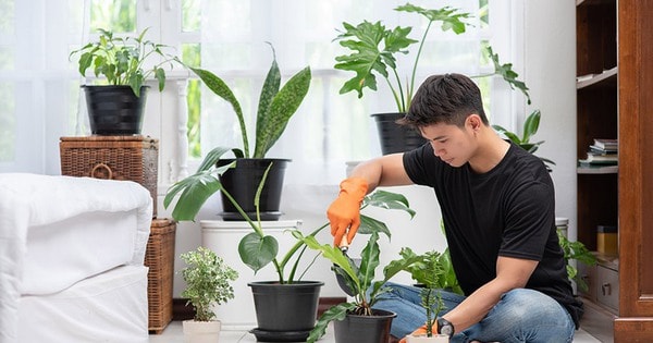 Những điều cần biết khi bón phân cho cây cảnh