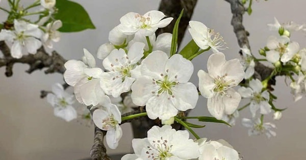 Hoa lê rừng Tây Bắc ngập thị trường, giá tiền triệu vẫn hút người mua