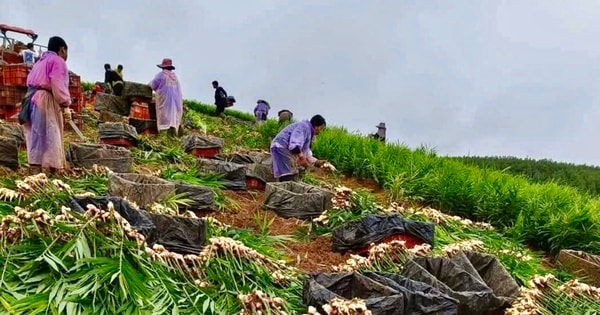 Người dân miền núi Nghệ An khốn khổ vì 'cây thoát nghèo', bán chẳng ai mua