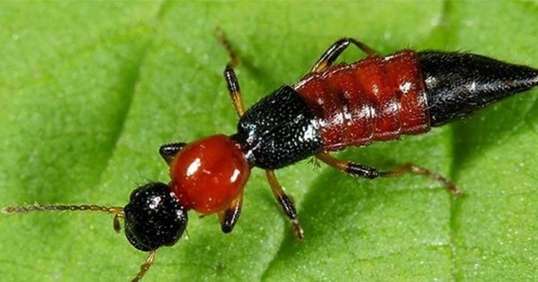 Toàn thân biến dạng, vùng kín tổn thương vì đắp dịch kiến ba khoang chữa ngứa