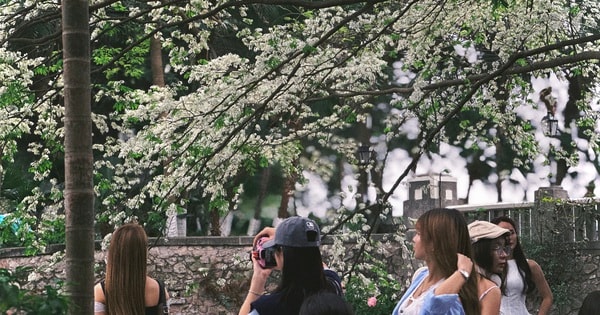 'Giữa bê tông' hoa xoan vẫn nở, Hà Nội giữ lại được bao nhiêu phần dịu dàng?