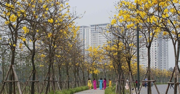 5 địa điểm check-in hoa phong linh vàng rực ở Hà Nội