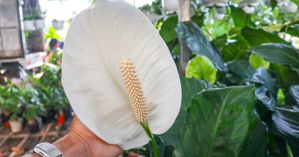 Những tác dụng nổi bật của cây lan ý khi trồng làm cảnh trong môi trường nội thất, văn phòng