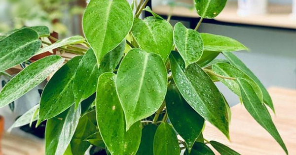 Đây là lý do cây trầu bà tỷ phú đem lại nhiều tài lộc, phú quý cho người mang mệnh sau sở hữu nó