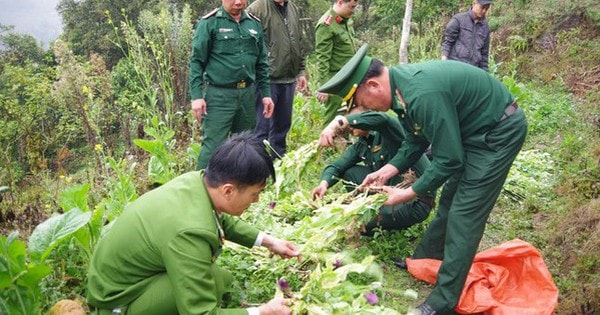 U70 giấu gần 1.000 cây thuốc phiện trong vườn rau cải