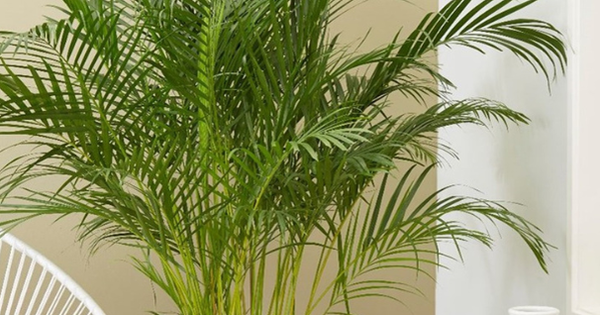 Dùng điều hòa không lo khô da, không lo không khí ô nhiễm nhờ trồng cây này trong nhà