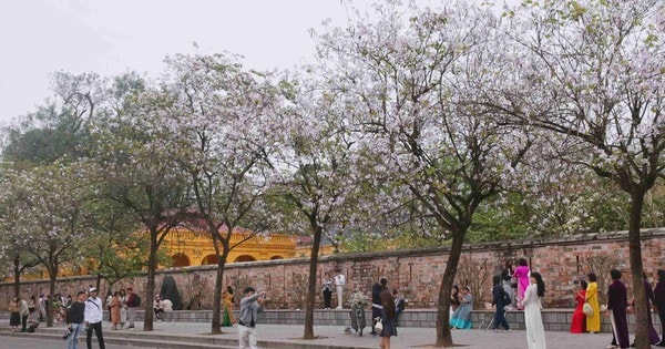 Hà Nội tháng 3 rợp sắc hoa