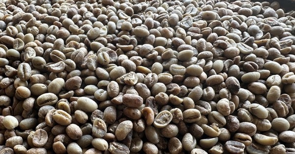 Nhật Bản trả giá đắt gấp đôi một loại hạt của Việt Nam, thu về hơn 3.200 tỷ đồng