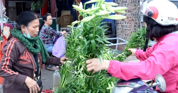 Hoa loa kèn trắng tinh khôi tô điểm phố phường Hà Nội ngày giao mùa